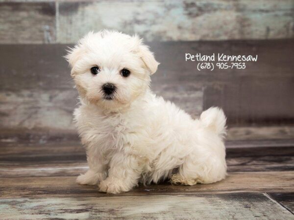 Maltese DOG Female WH 21999 Petland Kennesaw, Georgia