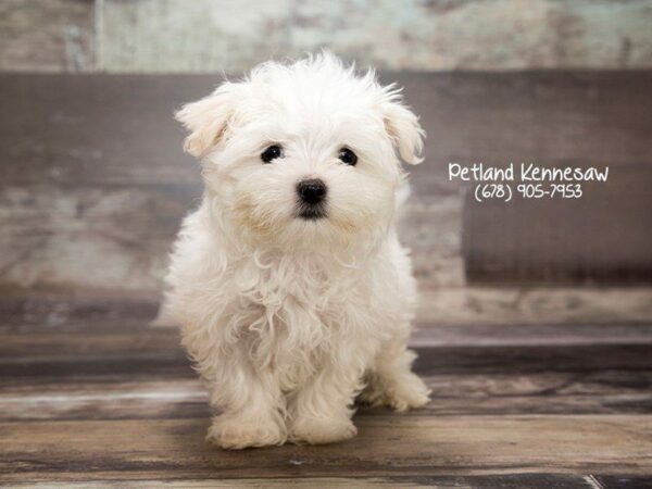 Maltese DOG Male WH 21998 Petland Kennesaw, Georgia