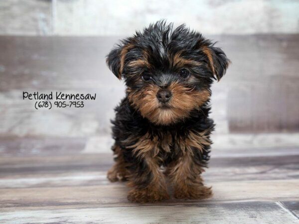 Yorkshire Terrier-DOG-Female-BLK & TN-21996-Petland Kennesaw, Georgia