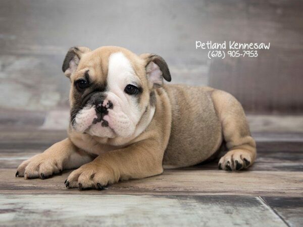 English Bulldog DOG Male FN:WH MKGS 21993 Petland Kennesaw, Georgia