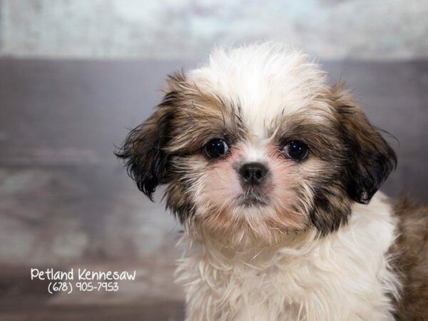 Shih Tzu DOG Female Gold / White 22017 Petland Kennesaw, Georgia