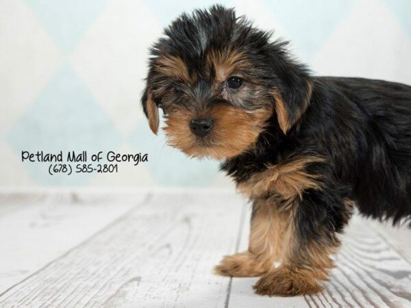 Yorkshire Terrier DOG Female Blk-Tan 1325 Petland Kennesaw, Georgia