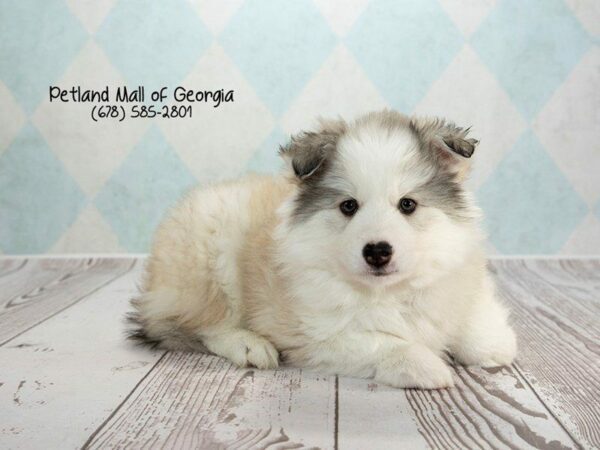 Huskimo DOG Male Black White 1336 Petland Kennesaw, Georgia