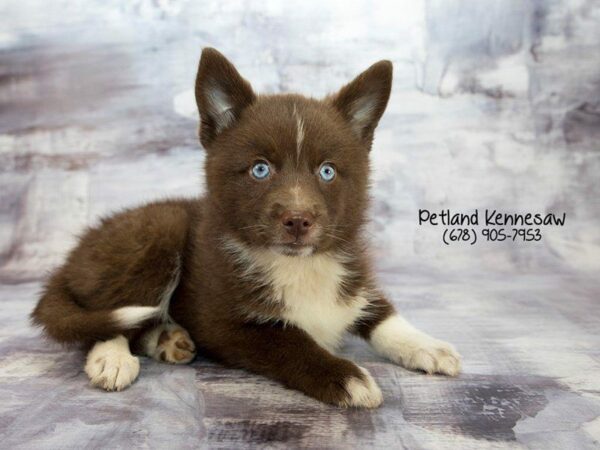 Pomsky DOG Male Red / White 22043 Petland Kennesaw, Georgia