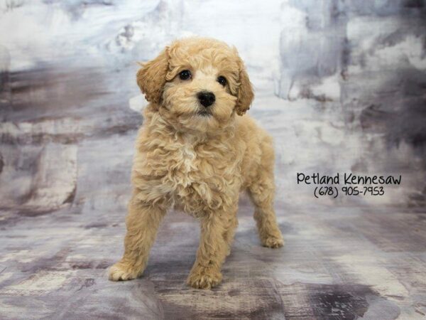 Bichonpoo DOG Male Buff 22041 Petland Kennesaw, Georgia