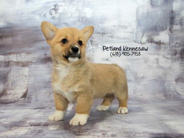 Pembroke Welsh Corgi DOG Male Red / White 22040 Petland Kennesaw, Georgia