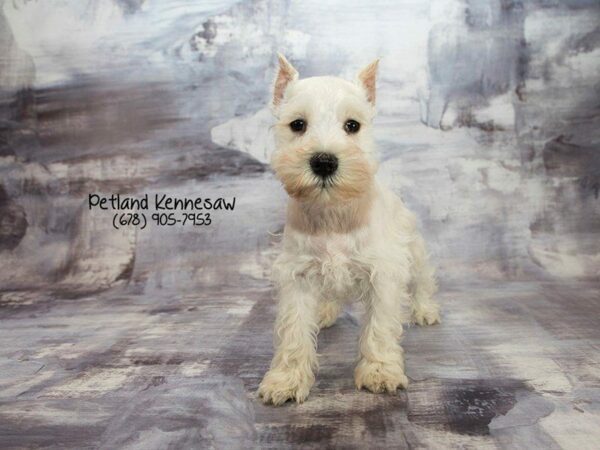 Miniature Schnauzer DOG Male White 22039 Petland Kennesaw, Georgia