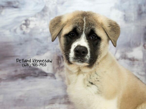 Akita DOG Male Brown / White 22037 Petland Kennesaw, Georgia