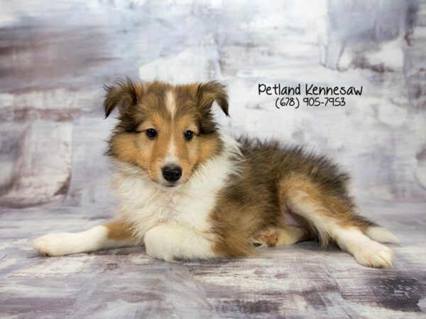 Shetland Sheepdog-DOG-Male-SBL & WH-22031-Petland Kennesaw, Georgia