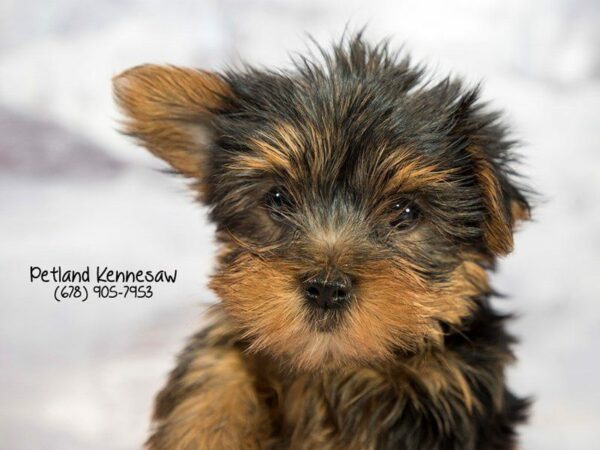 Yorkshire Terrier DOG Male Black / Tan 22020 Petland Kennesaw, Georgia