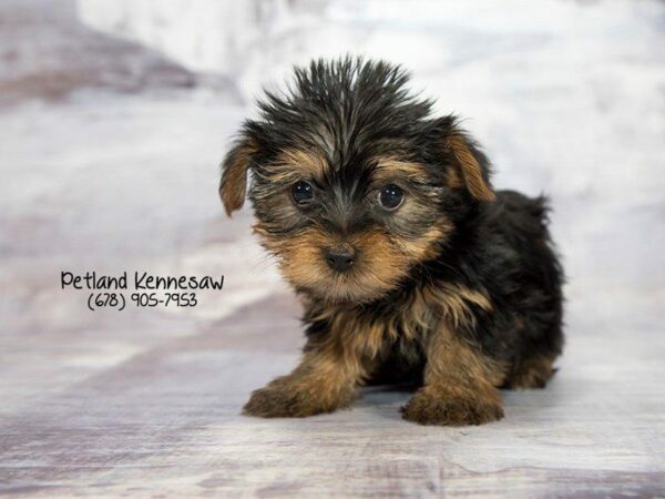 Yorkshire Terrier DOG Male Black / Tan 22021 Petland Kennesaw, Georgia