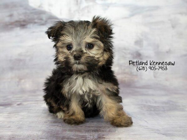 Yorkiepoo DOG Female Black / Tan 21986 Petland Kennesaw, Georgia