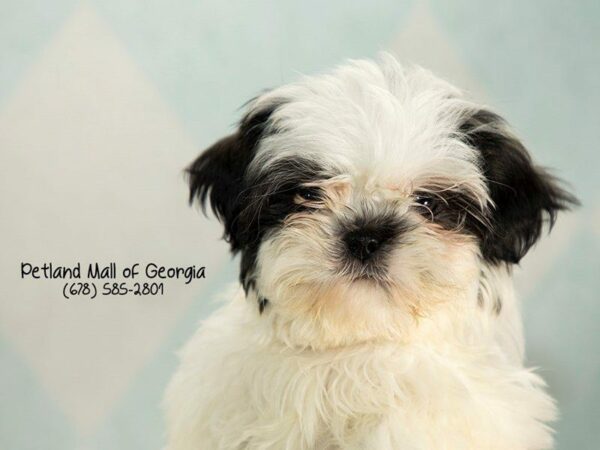 Shih Tzu DOG Male Black / White 1354 Petland Kennesaw, Georgia