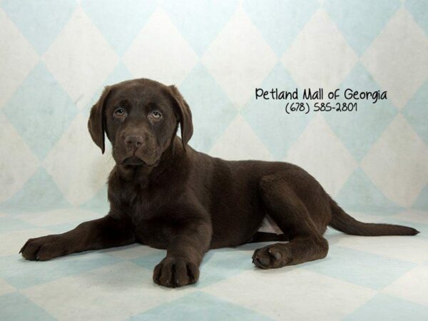 Labrador Retriever DOG Female Chocolate 1350 Petland Kennesaw, Georgia