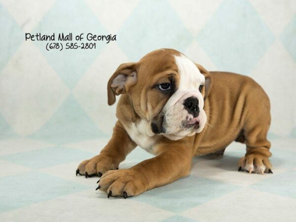 English Bulldog DOG Male Fawn 1345 Petland Kennesaw, Georgia