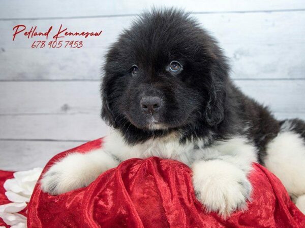 Newfoundland DOG Male blk-wht 22069 Petland Kennesaw, Georgia