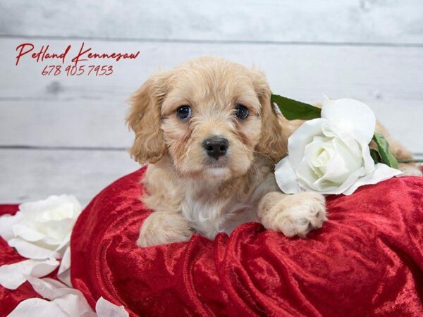 Cavachon DOG Female Blenheim 22065 Petland Kennesaw, Georgia