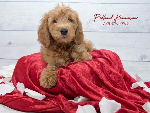 Miniature Goldendoodle DOG Female Dark Golden 22050 Petland Kennesaw, Georgia