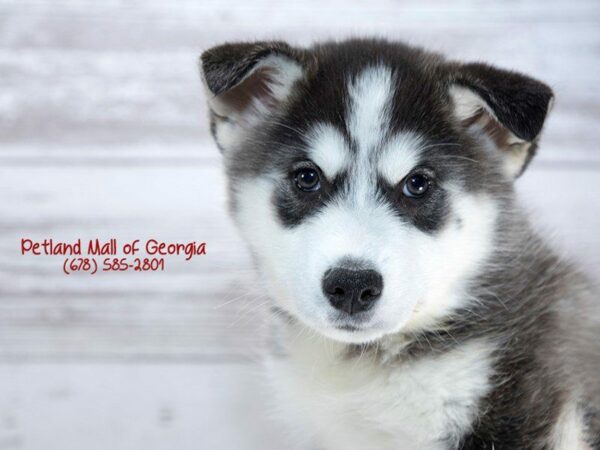 Huskimo DOG Male Black / White 1371 Petland Kennesaw, Georgia