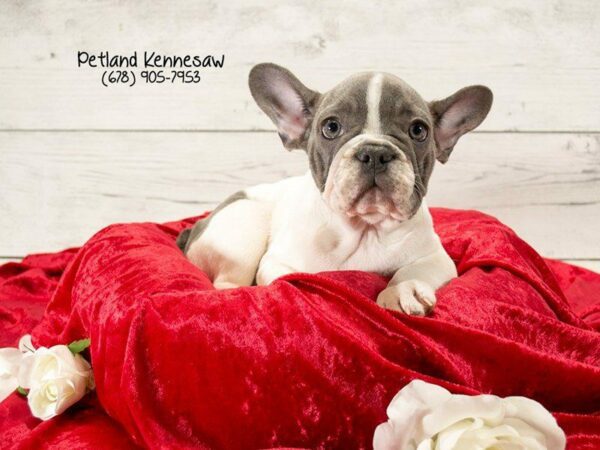 French Bulldog DOG Female GR & WH:PBLD 22074 Petland Kennesaw, Georgia