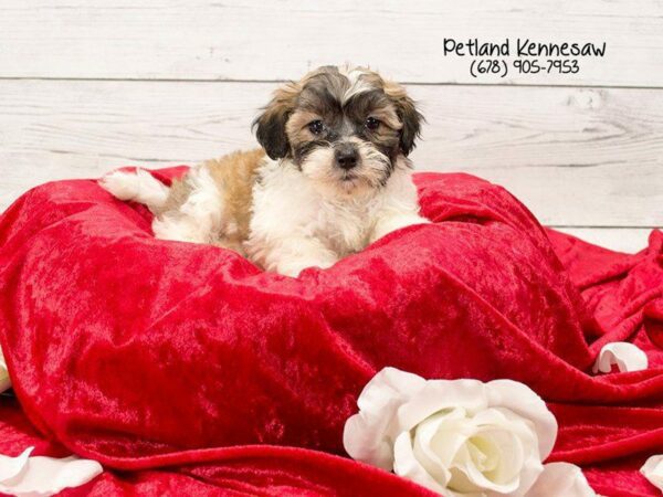 Teddy Bear DOG Female Brown White 22078 Petland Kennesaw, Georgia