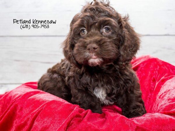 Cockapoo DOG Male chlt 22098 Petland Kennesaw, Georgia