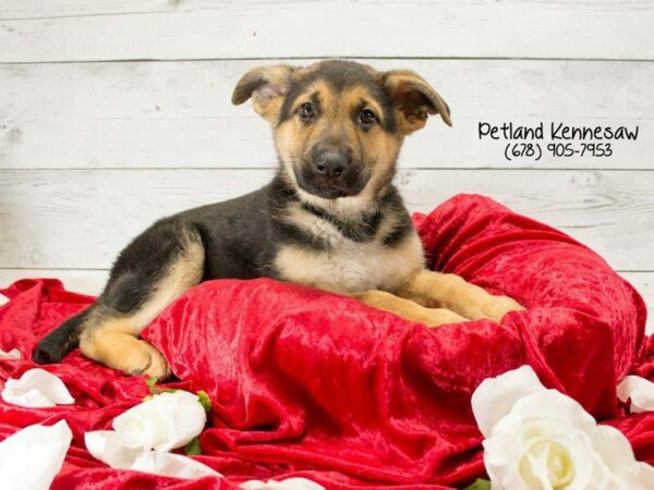 German Shepherd DOG Male blk & tn 22096 Petland Kennesaw, Georgia