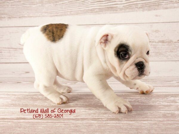 English Bulldog DOG Female RD BRDL:PBLD 1383 Petland Kennesaw, Georgia