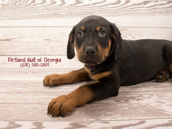 Rottweiler DOG Male BLK TAN 1389 Petland Kennesaw, Georgia