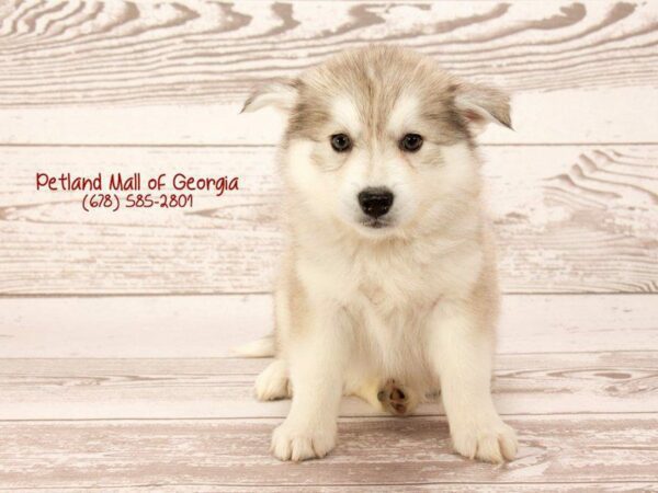 Huskimo-DOG-Female-Silver White-1392-Petland Kennesaw, Georgia