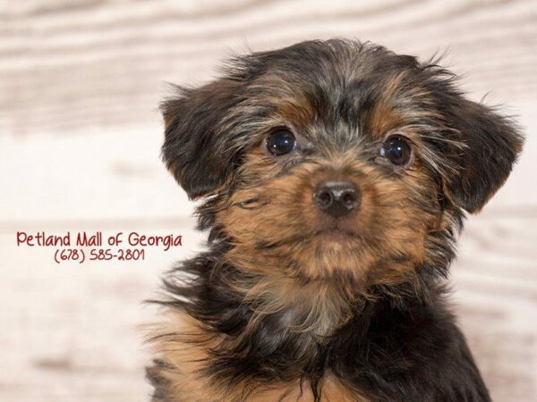 Yorkshire Terrier DOG Female Black / Tan 1399 Petland Kennesaw, Georgia