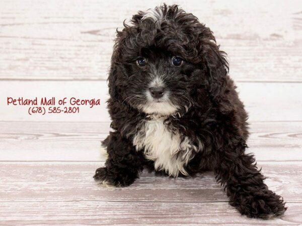 Miniature Bernadoodle DOG Male Black / White 1413 Petland Kennesaw, Georgia