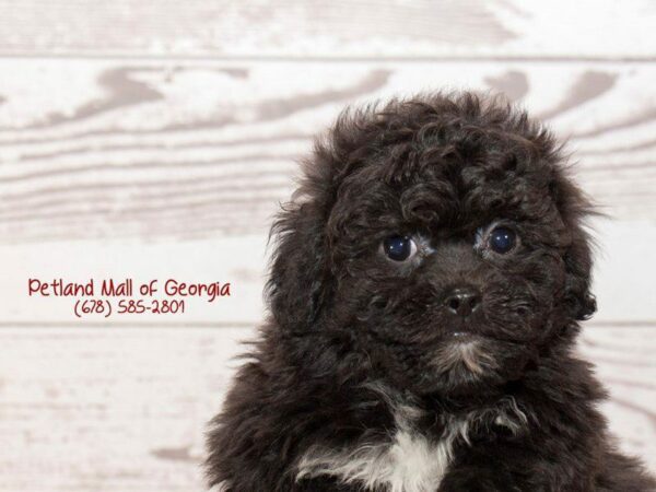 Teddy Bear DOG Female Black and White 1417 Petland Kennesaw, Georgia