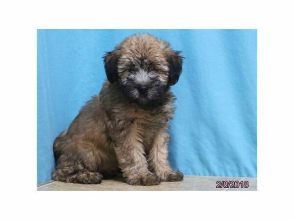 Soft Coated Wheaten Terrier DOG Female Wheaten 22108 Petland Kennesaw, Georgia