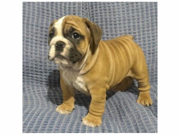 English Bulldog DOG Female Red 22105 Petland Kennesaw, Georgia