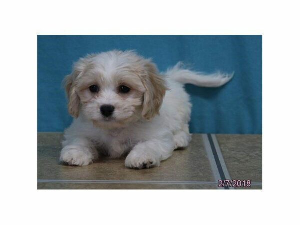 Cavachon DOG Male Cream 22102 Petland Kennesaw, Georgia