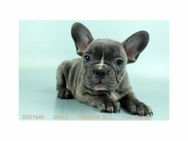 French Bulldog DOG Male BRDL 1385 Petland Kennesaw, Georgia