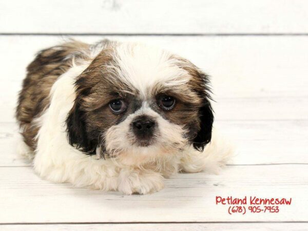 Shih Tzu DOG Male brown white 22137 Petland Kennesaw, Georgia