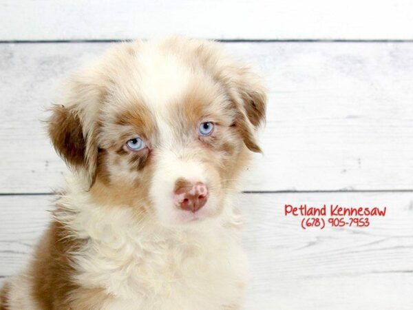 Australian Shepherd DOG Male Red Merle 22103 Petland Kennesaw, Georgia