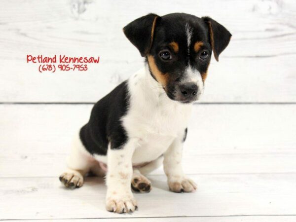 Jack Russell Terrier DOG Male Black and White 22113 Petland Kennesaw, Georgia