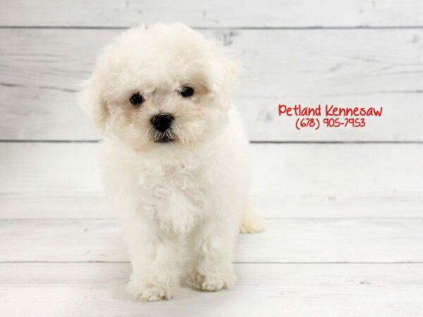 Bichon Frise DOG Male wh 22114 Petland Kennesaw, Georgia