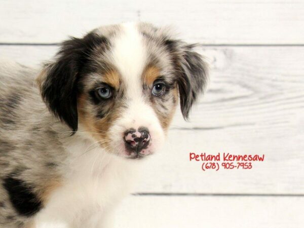 Australian Shepherd DOG Male Blue Merle 22115 Petland Kennesaw, Georgia