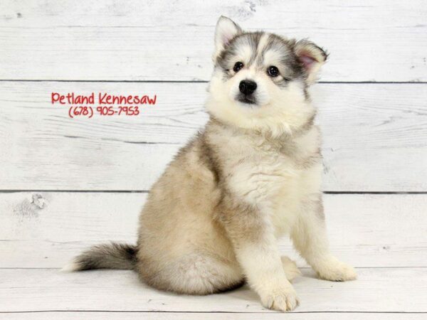 Huskimo-DOG-Female-silver WHITE-22118-Petland Kennesaw, Georgia