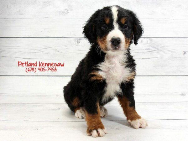 Bernese Mountain Dog DOG Male Tri 22133 Petland Kennesaw, Georgia