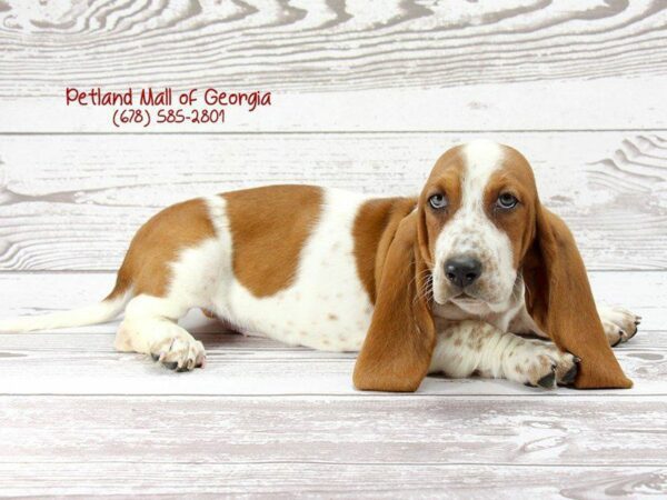 Basset Hound-DOG-Female-Red / White-1397-Petland Kennesaw, Georgia