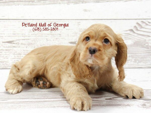 Cocker Spaniel-DOG-Male-Red-1420-Petland Kennesaw, Georgia