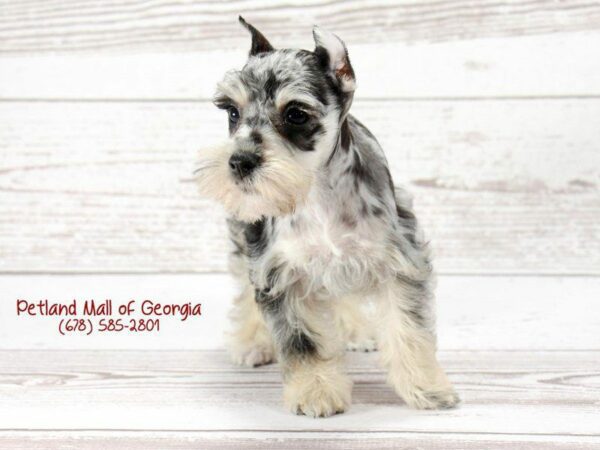 Miniature Schnauzer DOG Female Blue Merle 1427 Petland Kennesaw, Georgia