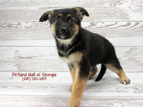 German Shepherd DOG Female Black Tan 1428 Petland Kennesaw, Georgia