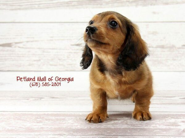 Dachshund-DOG-Male-RED-1429-Petland Kennesaw, Georgia