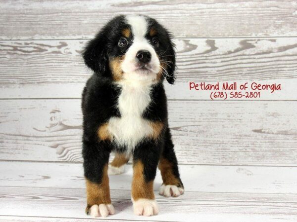 Bernese Mountain Dog DOG Male Tri 1430 Petland Kennesaw, Georgia